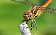 Moustached darter (male, Sympetrum vulgatum)